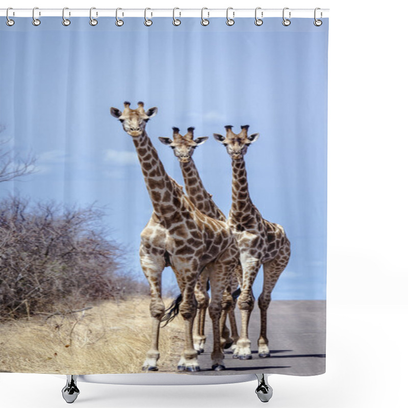 Personality  Giraffe In Kruger National Park Shower Curtains