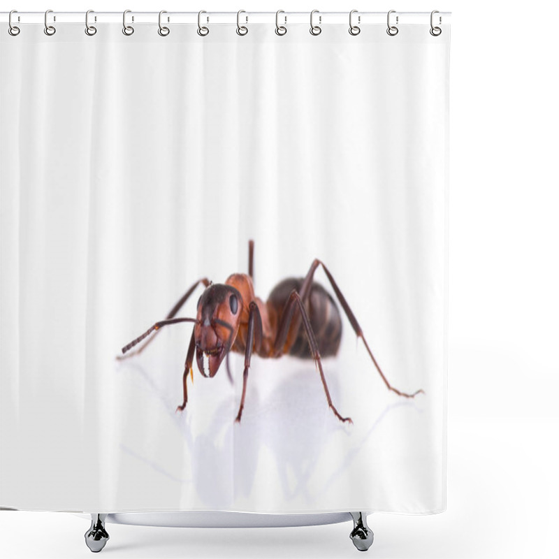 Personality  Ant Isolated On White Background. Shower Curtains