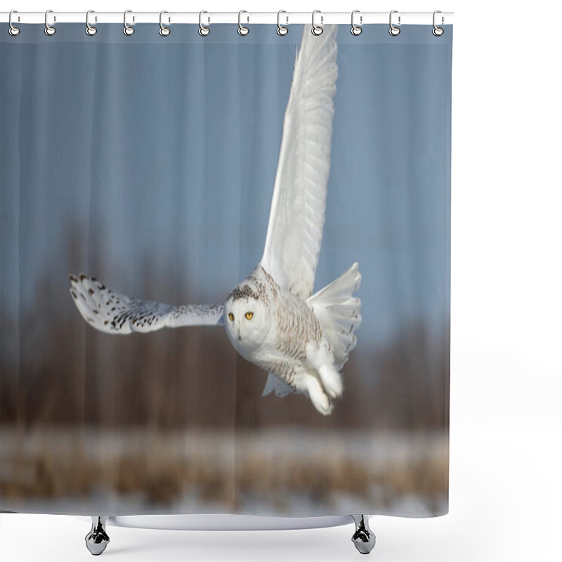 Personality  Snowy Owl (Bubo Scandiacus) Taking Off In Flight Hunting Over A Snow Covered Field In Ottawa, Canada Shower Curtains