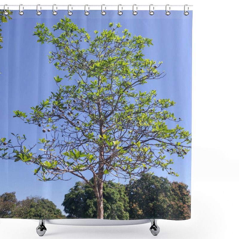 Personality  Brazilian Jenipapo (Genipa Americana) Is The Fruit Of The Jenipapo Tree, A Tree That Reaches Twenty Meters In Height And Belongs To The Rubiaceae Family. Shower Curtains