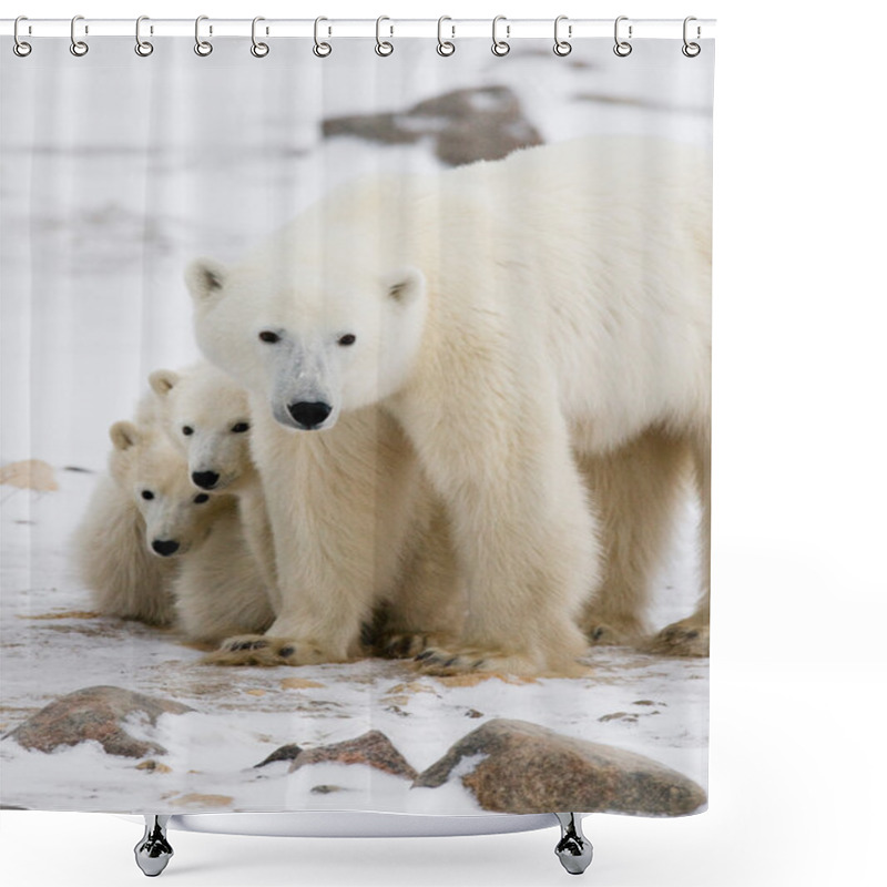 Personality  Three Polar Bears Shower Curtains