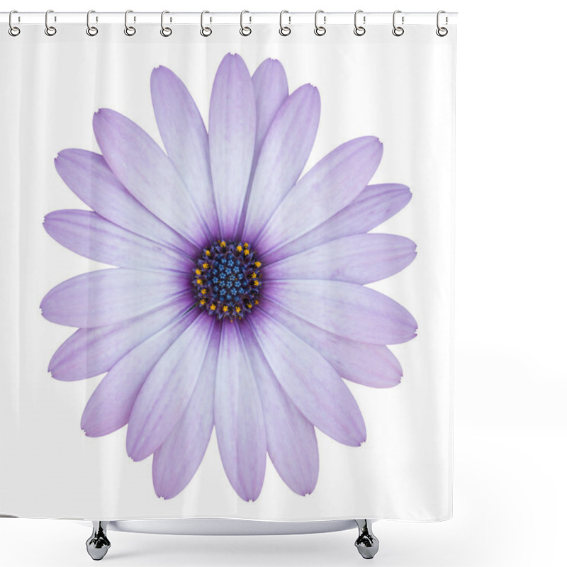 Personality  Blue Osteospermum Daisy Flower Isolated On White With Clipping P Shower Curtains