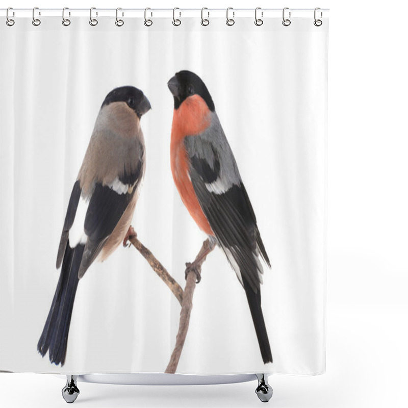 Personality  Bullfinches Sitting On The Branches Shower Curtains