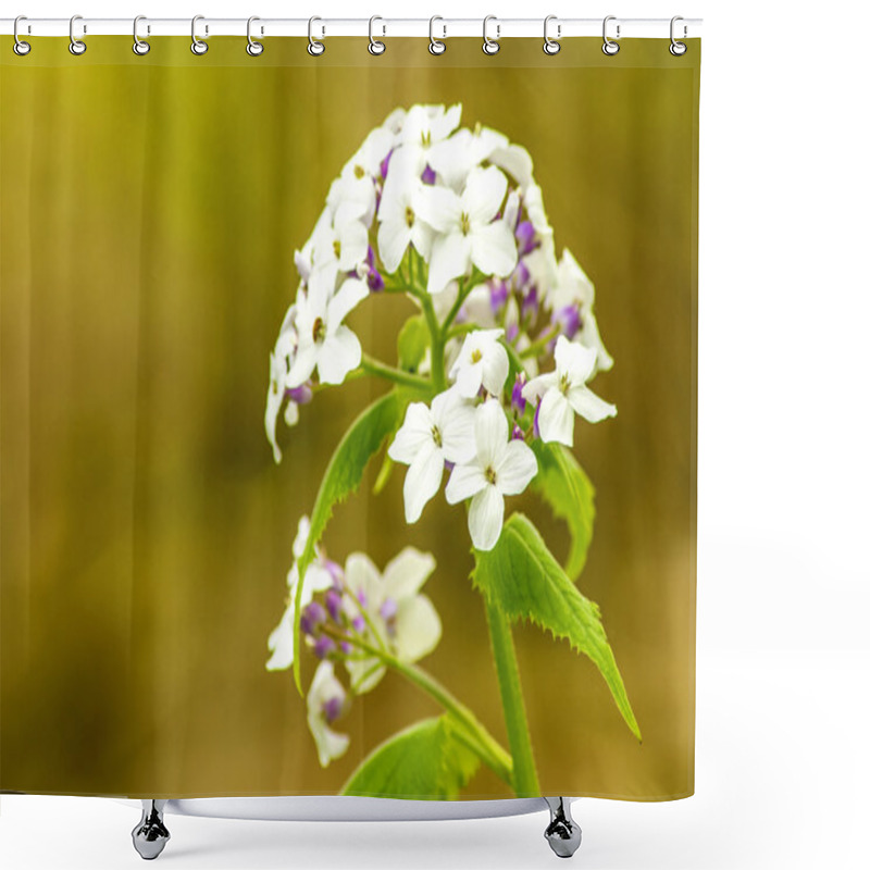 Personality  Hesperis Matronalis, Damask Violet Shower Curtains