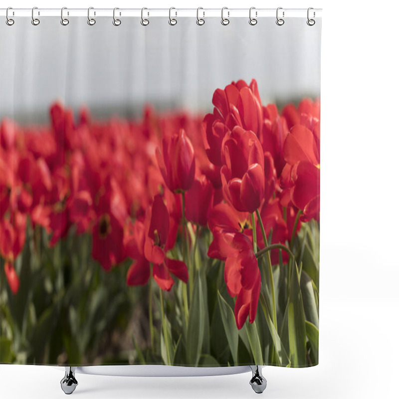 Personality  Springtime On The Tulip Plantation In Netherlands, Traditional Dutch Rural Landscape. Shower Curtains