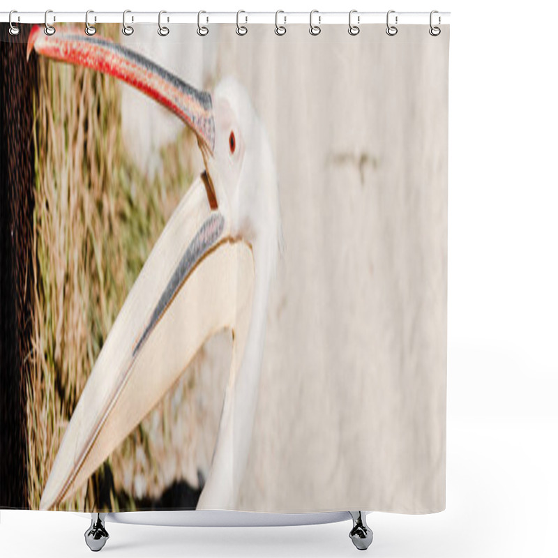 Personality  Panoramic Shot Of Pelican With Big Beak Screaming In Zoo  Shower Curtains