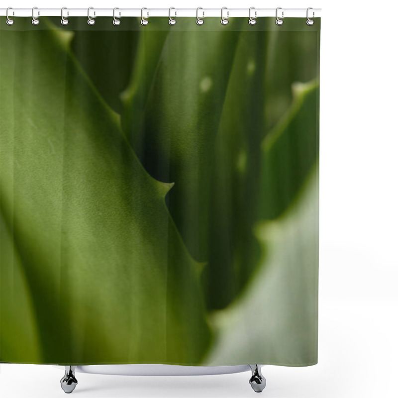 Personality  Full Frame Image Of Aloe Vera Leaves Background  Shower Curtains