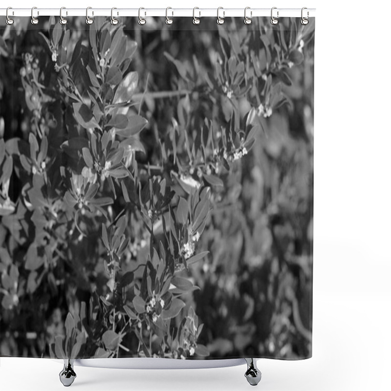 Personality  Lush Evergreen Shrub And Groundcover With Flowering Twigs And Grass Shower Curtains