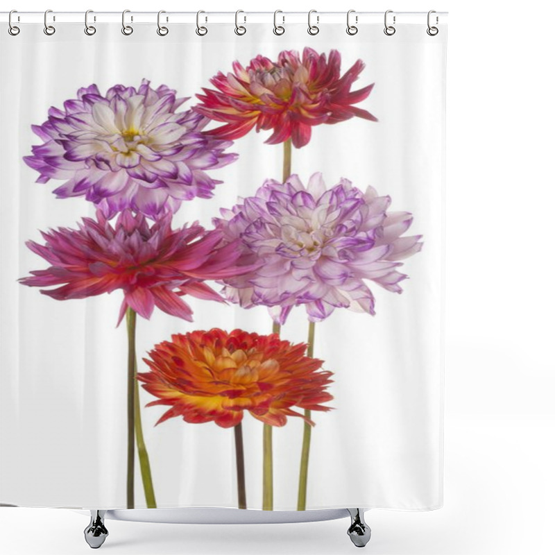 Personality  Dahlia Flower Isolated Shower Curtains