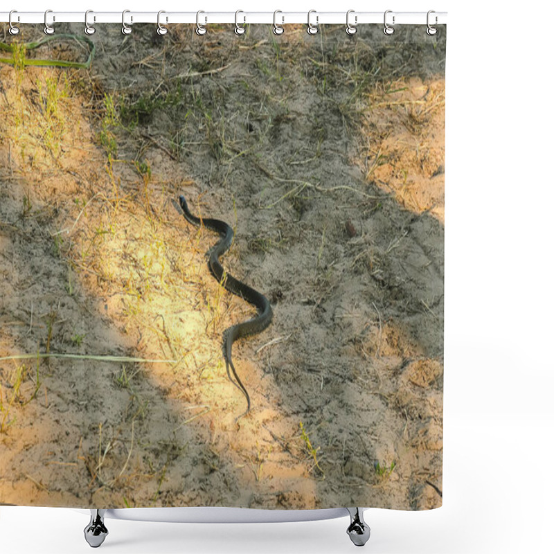 Personality  Small Water Snake At Asphalt Shower Curtains