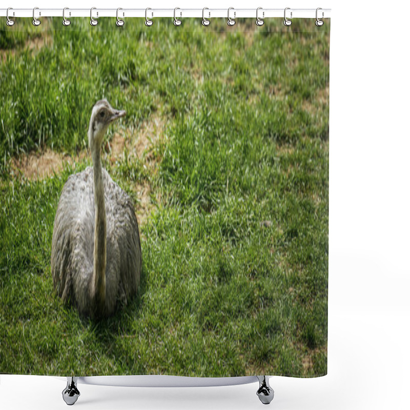 Personality  Ostrich On Grass Shower Curtains