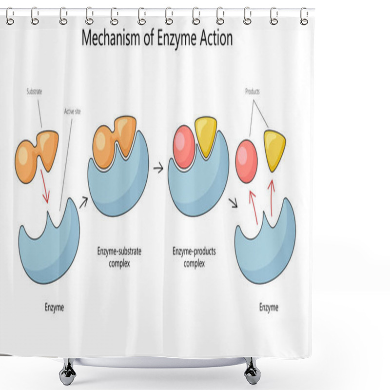 Personality  Human Mechanism Of Enzyme Action With Substrate And Product Complexes Diagram Hand Drawn Schematic Raster Illustration. Medical Science Educational Illustration Shower Curtains