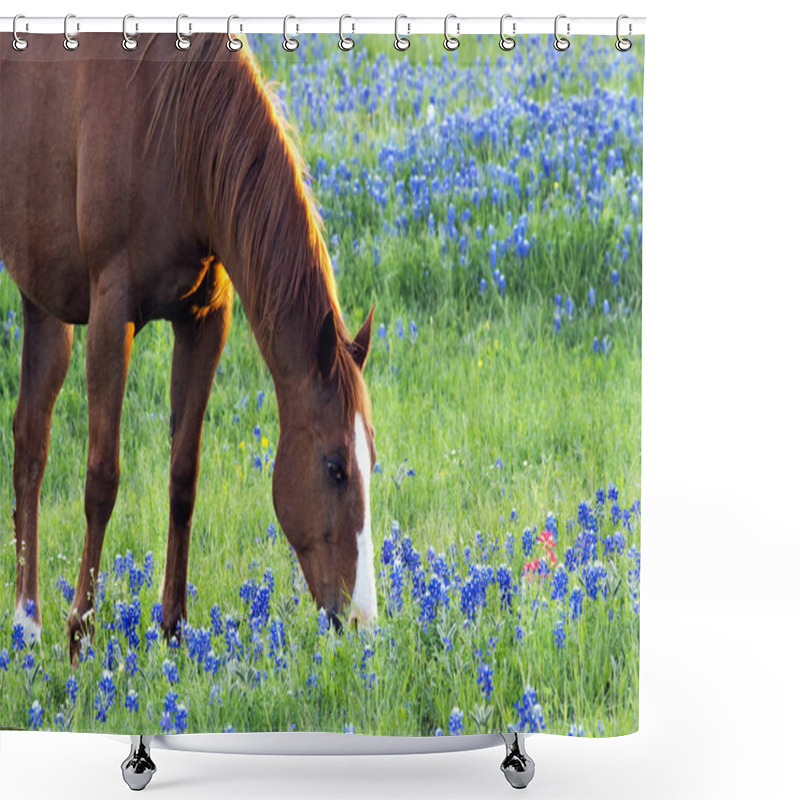 Personality  Horse With Spring Bluebonnets Shower Curtains