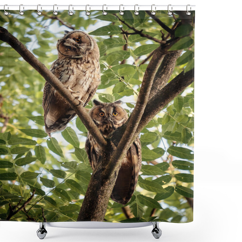 Personality  Two Long-eared Owls Shower Curtains