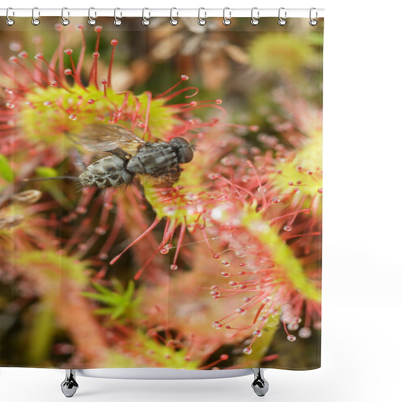 Personality  Prey Sundew Eating Caught Fly Shower Curtains