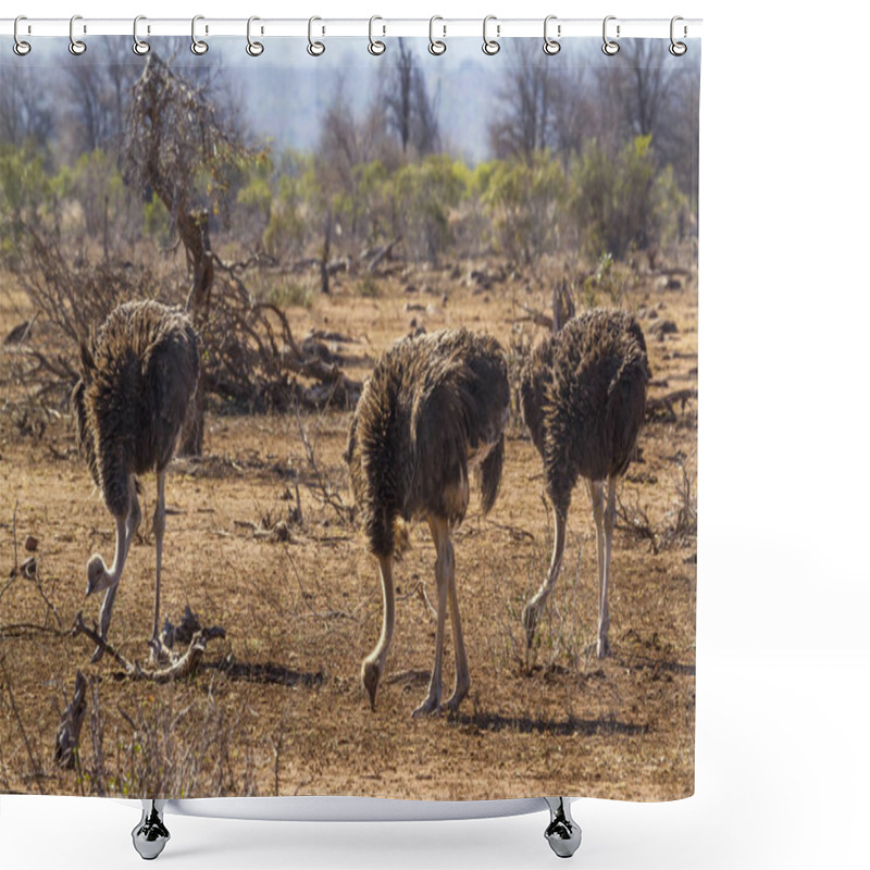 Personality  African Ostrich In Kruger National Park, South Africa Shower Curtains