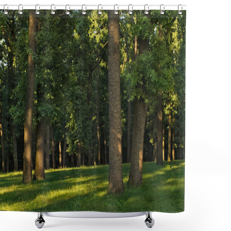 Personality  Fresh Green Forest With Sunbeams Shower Curtains