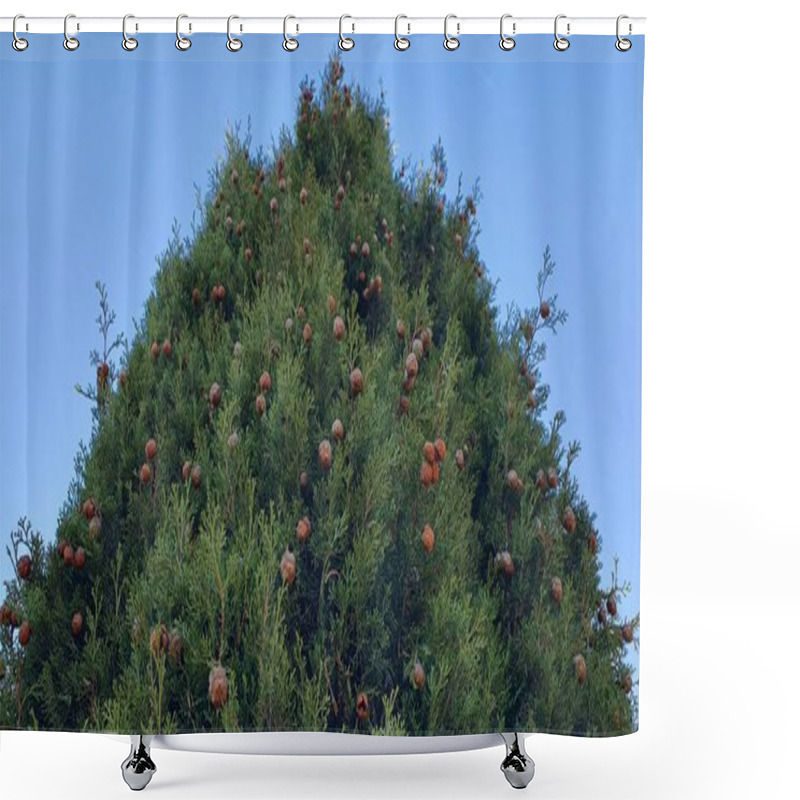 Personality  Summer Background With Pine Cones. Plant Species Cupressus Sempervirens. Shower Curtains