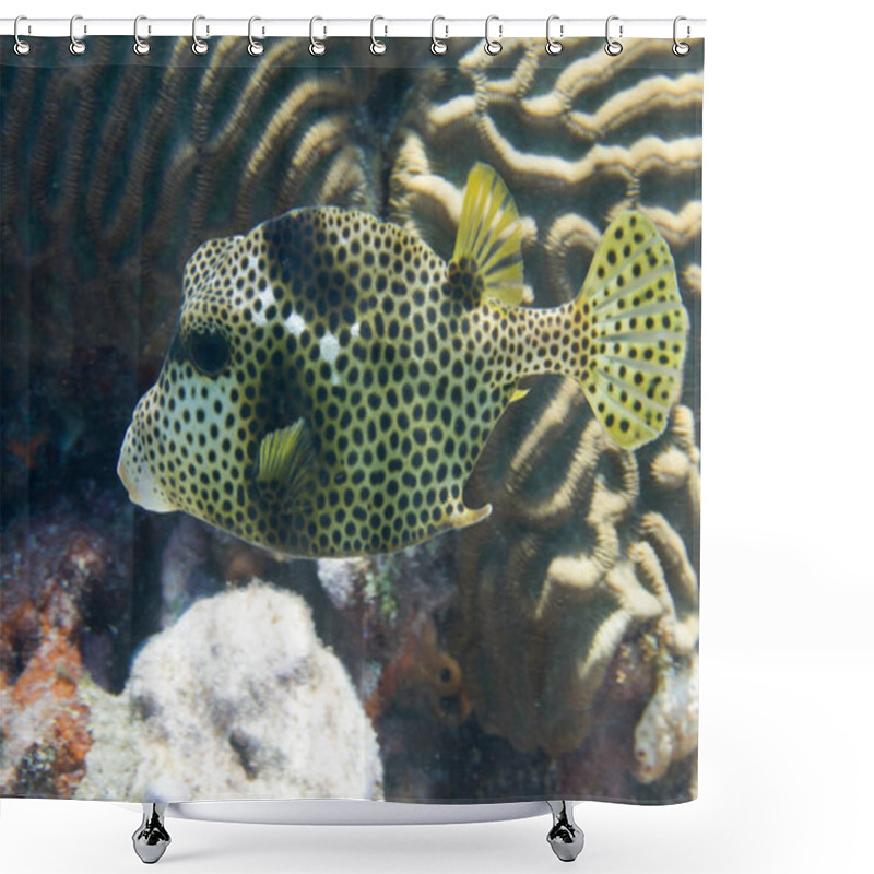 Personality  Spotted Trunkfish On Coral Reef Off The Florida Keys Shower Curtains