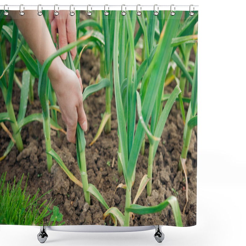 Personality  Picking Garlic Plant Shower Curtains