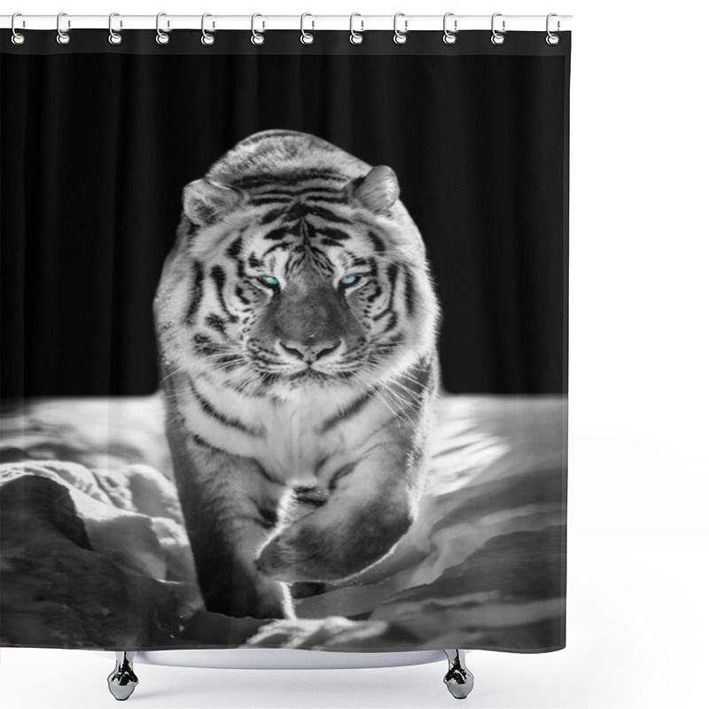 Personality  Beautiful Wild Siberian Tiger Portrait On Snow With Blue Ey Shower Curtains