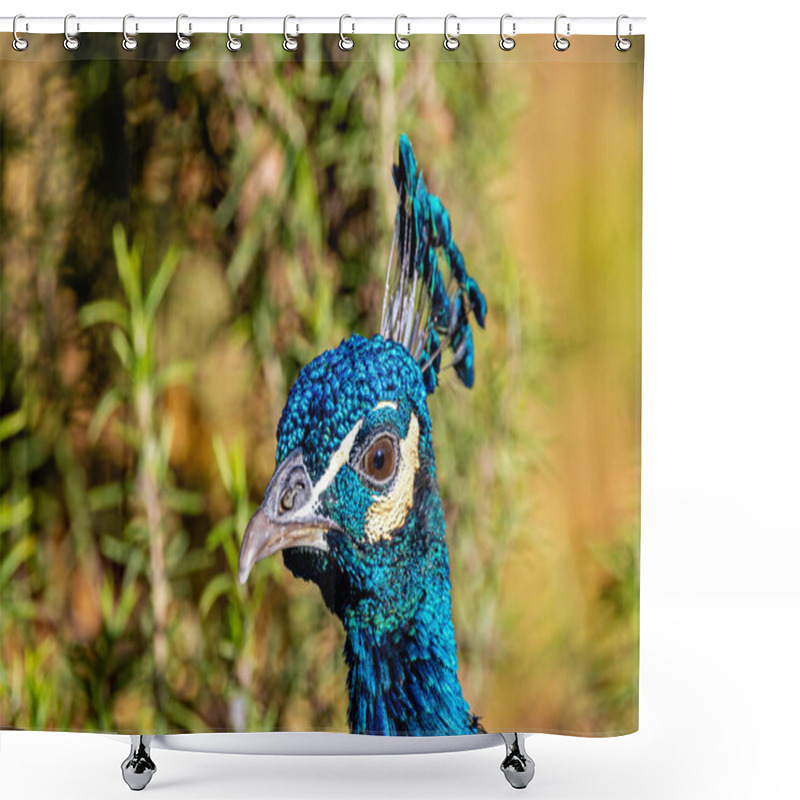 Personality  The Indian Peafowl, A Vibrant Omnivore, Eats Grains, Seeds, And Insects. Photographed In Lush Gardens. Shower Curtains