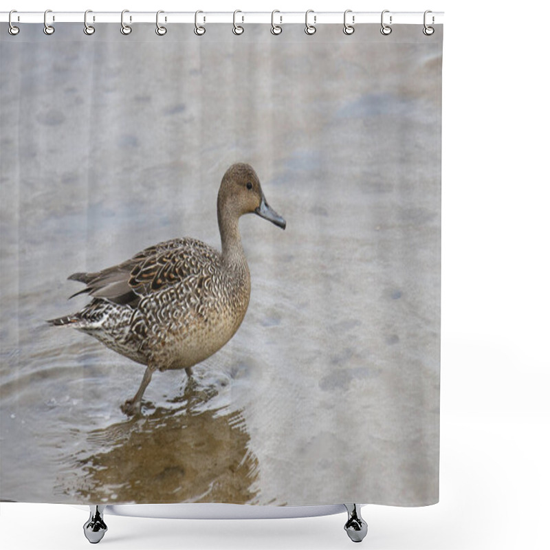 Personality  Northern Pintail (female) (spatula Clypeata) Shower Curtains