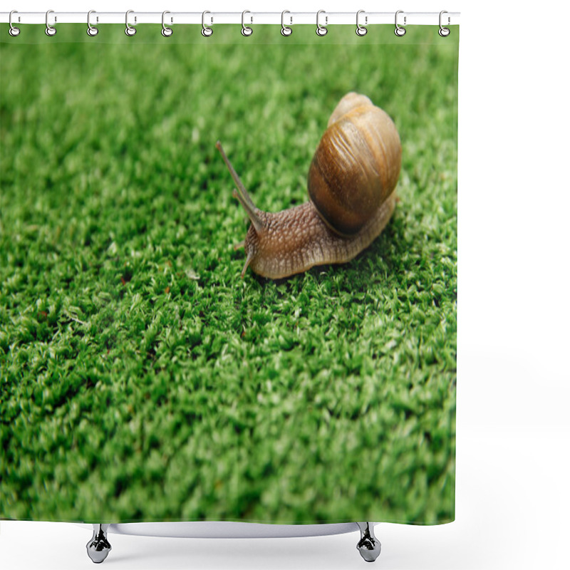 Personality  Snail Crawling On Grass Shower Curtains