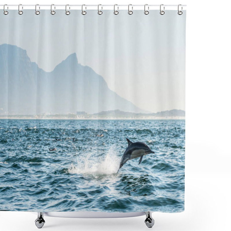 Personality  Dolphin Swimming And Jumping Out Of Water. The Long-beaked Common Dolphin. Scientific Name: Delphinus Capensis. False Bay. South Africa.  Shower Curtains