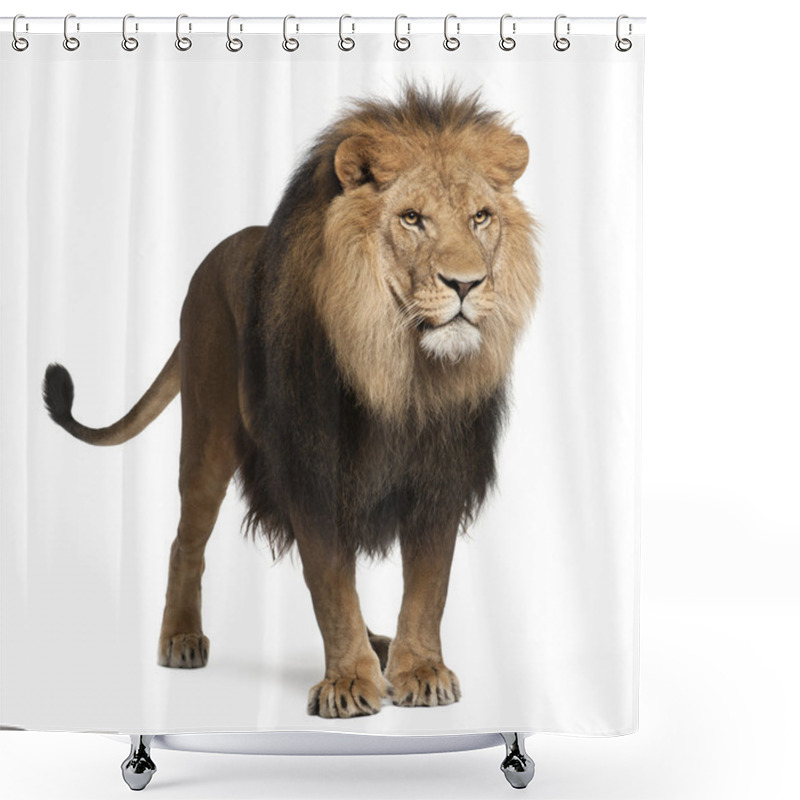 Personality  Lion, Panthera Leo, 8 Years Old, Standing In Front Of White Background Shower Curtains