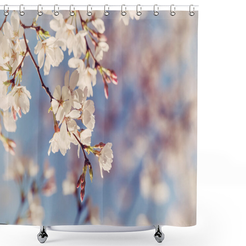 Personality  Closeup Of Cherry Tree Blossoms In The Spring Shower Curtains