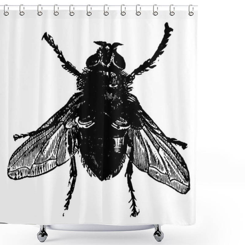 Personality  The Blow-fly Of The Calliphora Vomitoria Species, At Rest And Its Head, Thorax And Abdomen Being Very Darker Than The Wings, Vintage Line Drawing Or Engraving Illustration. Shower Curtains