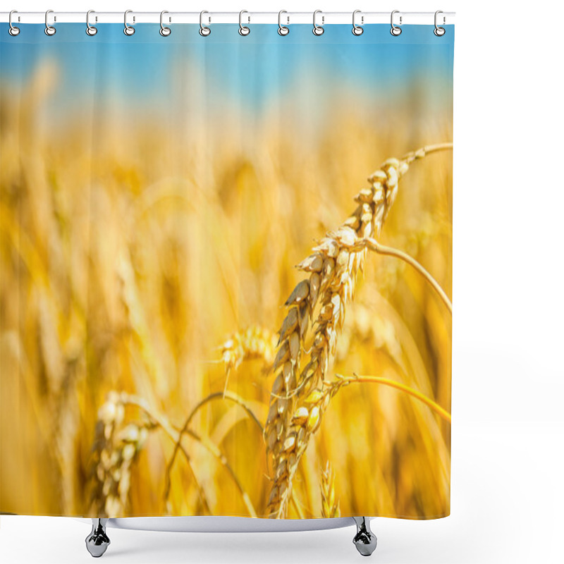 Personality  Ripe Golden Wheat Shower Curtains