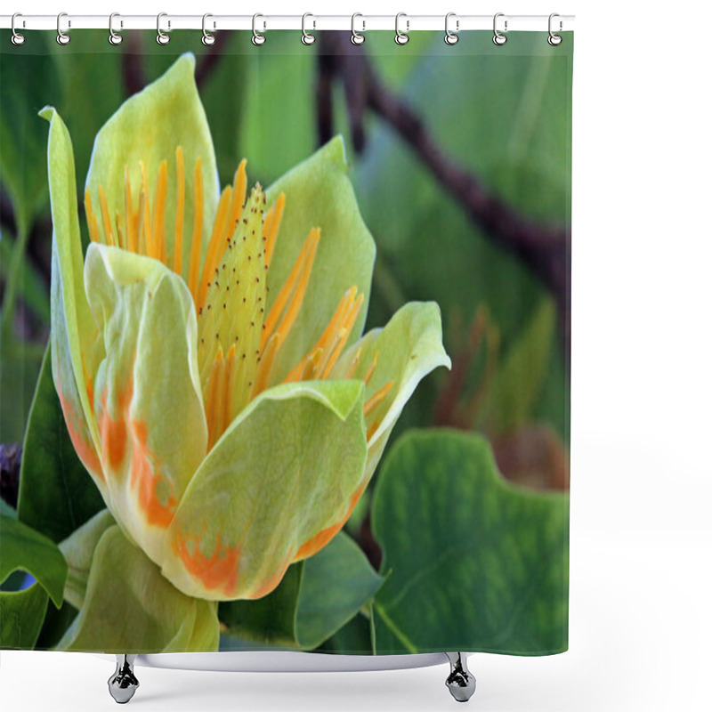 Personality  Flowering From Tulip Tree Liriodendron Tulipifera Shower Curtains