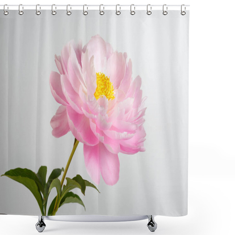 Personality  Pale Pink Peony Flower On Gray Background Shower Curtains