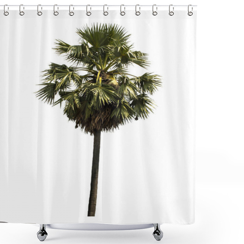 Personality  Washington Palm Tree Isolated On White Background With A High Resolution Suitable For Graphic. With Clipping Path Shower Curtains