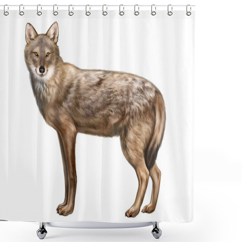 Personality  Common Jackal, Canis Aureus, Realistic Drawing, Illustration For Animal Encyclopedia, Isolated Image On White Background Shower Curtains