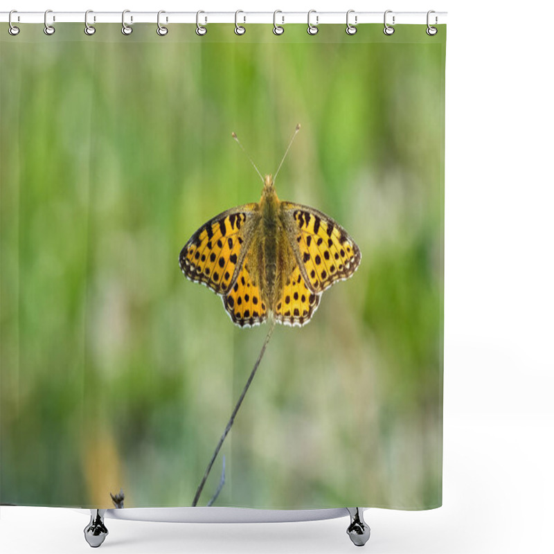 Personality  Photos Of Butterflies Feeding On Flowers Shower Curtains