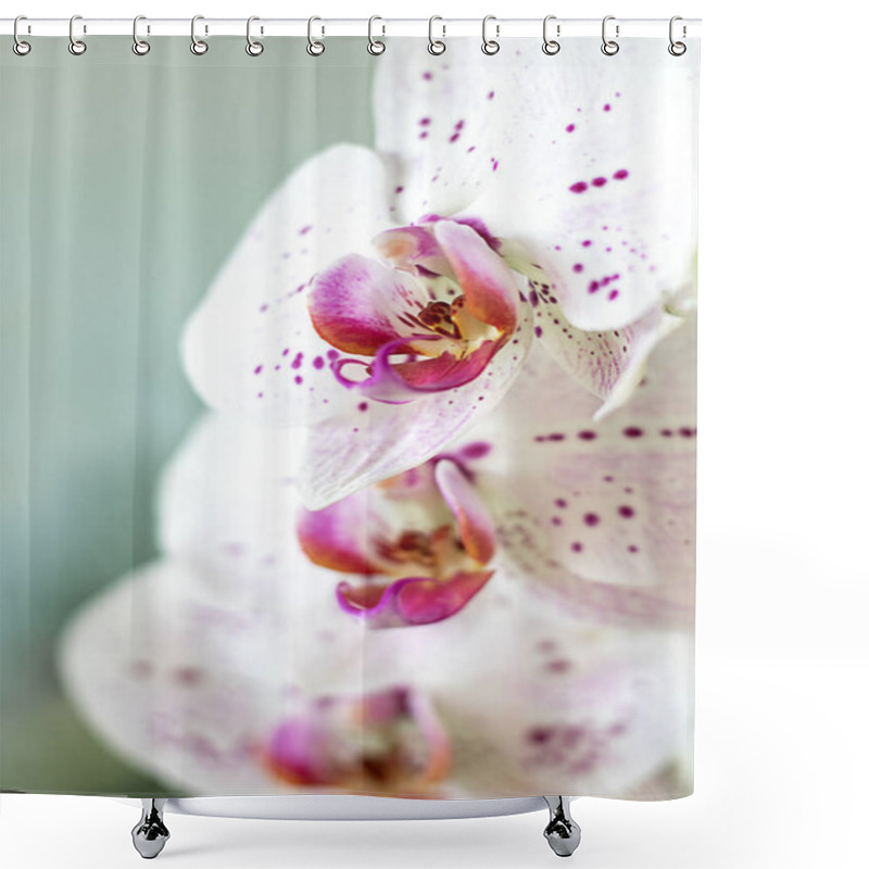 Personality  Elegant White Orchids With Delicate Pink Spots Captured In Close-up Detail. Shower Curtains