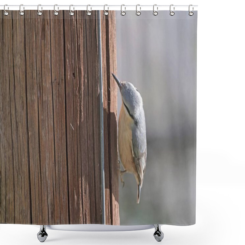 Personality  Eurasian Nuthatch (Sitta Europaea), Greece Shower Curtains