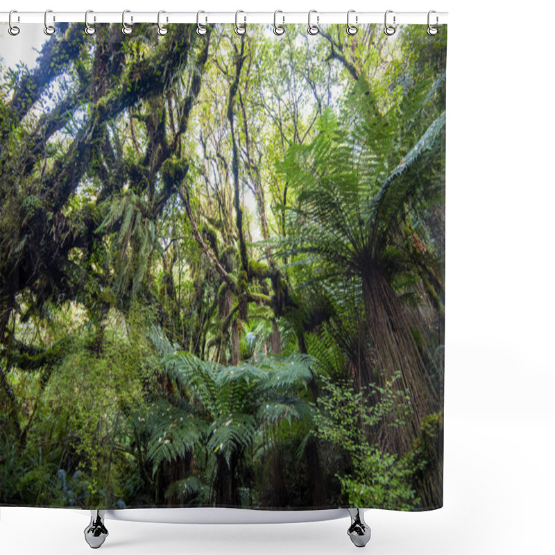 Personality  Catlins Forest Park - New Zealand Shower Curtains