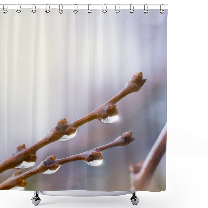 Personality  Art Beautiful Spring Tree Branch With Rain Drops Shower Curtains