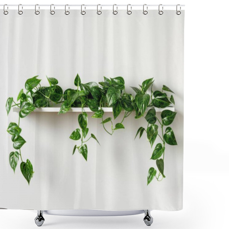 Personality  Lush Green Vine Trailing Elegantly From A Modern Shelf Against A Soft White Wall. Shower Curtains