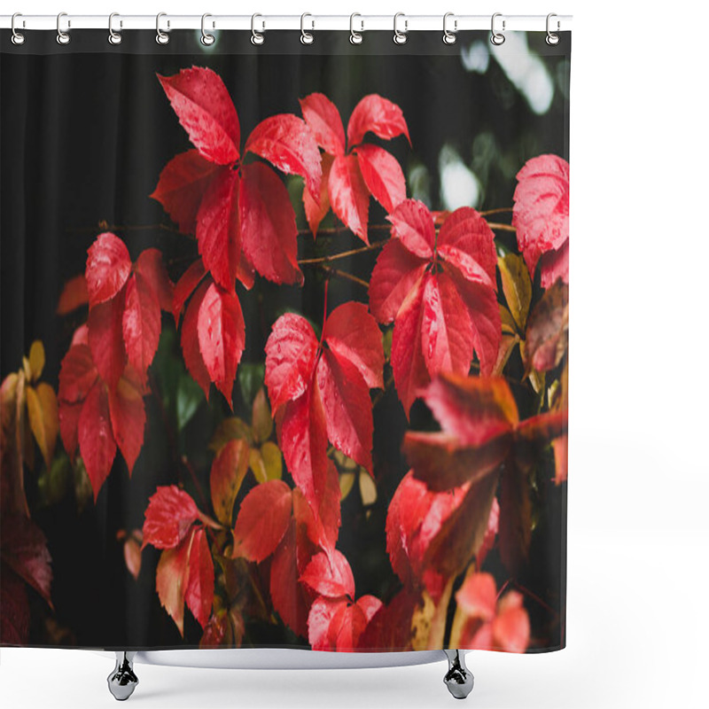 Personality  Red Vine Leaves Soaked In Rain In Turkey Shower Curtains