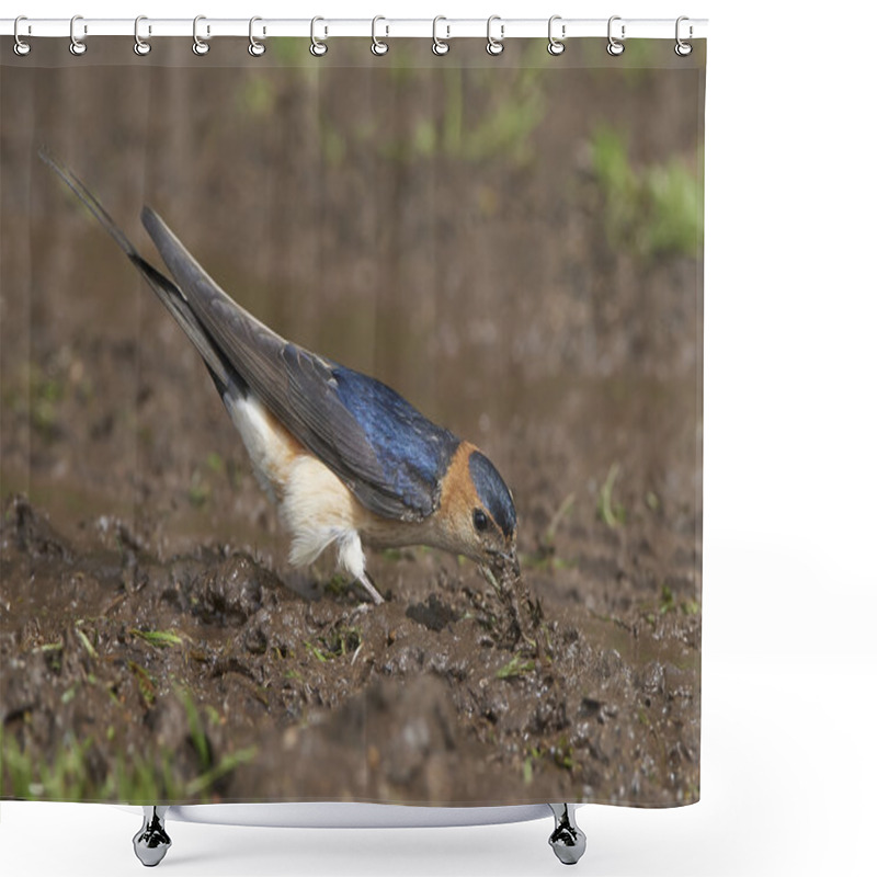 Personality  Red-rumped Swallow (Cecropis Daurica) Shower Curtains