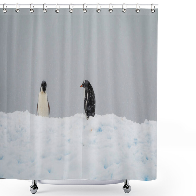 Personality  Adelie And Gentoo Penguins Standing On The Snow At Charcot Bay, Graham Land, Antarctic Peninsula, Antarctica Shower Curtains