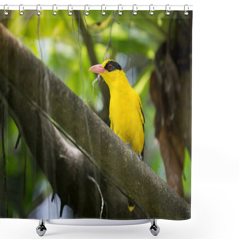 Personality  Black Naped Oriole, Oriolus Chinensis,  Shower Curtains