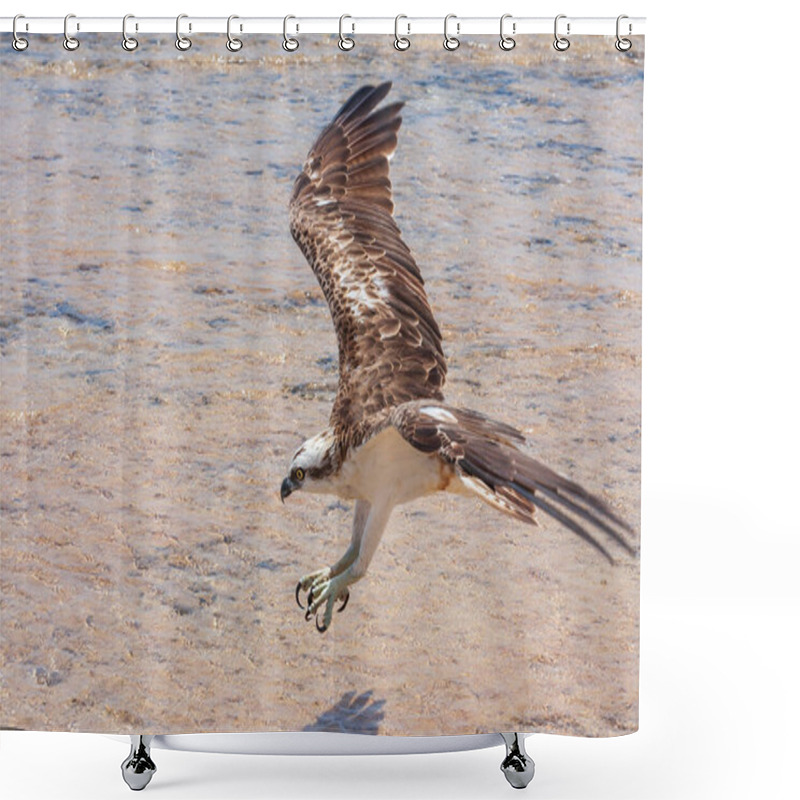 Personality  Pandion Haliaetus - Osprey - Close-up Portrait Of Osprey Landing In The Sea. Wild Photo Shower Curtains