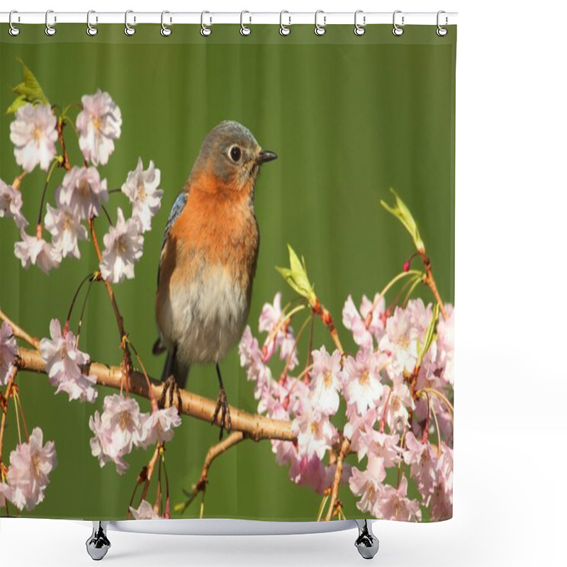 Personality  Eastern Bluebird Shower Curtains