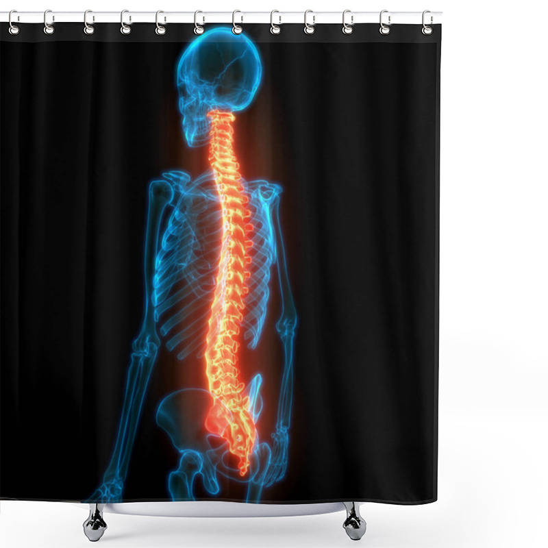 Personality  Vertebral Column Discs Of Human Skeleton System Anatomy Shower Curtains